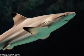 Image result for Carcharhinus melanopterus