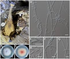 Attēlu rezultāti vaicājumam “Fuligo gyrosa spores”