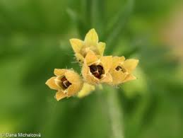 Attēlu rezultāti vaicājumam “Polemonium caeruleum bud”