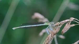 Attēlu rezultāti vaicājumam “Platycnemis pennipes male”