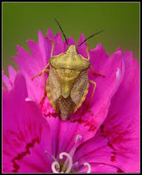 Attēlu rezultāti vaicājumam “Carpocoris sp.”