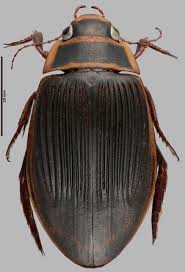 Attēlu rezultāti vaicājumam “Dytiscus marginalis”