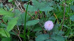 Image result for pohon semalu images