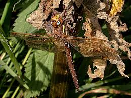 Attēlu rezultāti vaicājumam “Aeshna grandis”