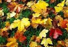 J3067 : Autumn leaves, Dixon - via Daymix