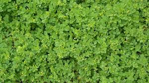 Attēlu rezultāti vaicājumam “Medicago x varia  leaf”