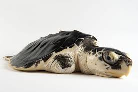 Image result for Lepidochelys kempii