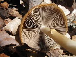 Attēlu rezultāti vaicājumam “Psathyrella pygmaea”