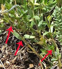 Attēlu rezultāti vaicājumam “Craterium leucocephalum var. scyphoides stalked”