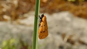 Attēlu rezultāti vaicājumam “Setina irrorella”