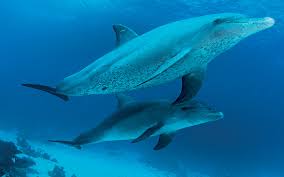 Image result for Dolphin Sub Aqua