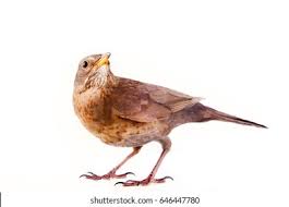 Attēlu rezultāti vaicājumam “Turdus merula female”