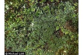 Attēlu rezultāti vaicājumam “Saelania glaucescens”