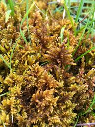 Attēlu rezultāti vaicājumam “Palustriella commutata”