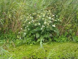 Attēlu rezultāti vaicājumam “Sium latifolium”