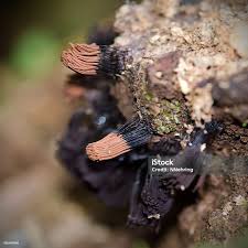 Attēlu rezultāti vaicājumam “Stemonitis fusca plasmodium”