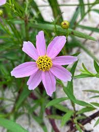 Image result for Coreopsis