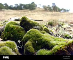 Attēlu rezultāti vaicājumam “Campylopus introflexus”