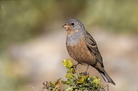 Image result for Emberiza caesia