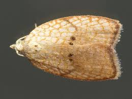 Attēlu rezultāti vaicājumam “Acleris forsskaleana”