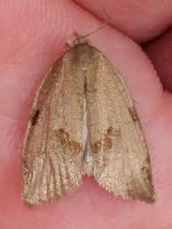 Attēlu rezultāti vaicājumam “Lozotaenia forsterana”