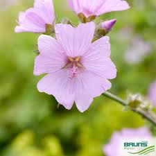Image result for Malva moschata