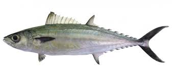 Image result for Acanthocybium solandri