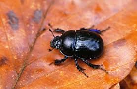 Attēlu rezultāti vaicājumam “Geotrupes stercorarius”