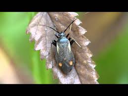 Attēlu rezultāti vaicājumam “Adelphocoris seticornis”