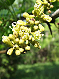 Attēlu rezultāti vaicājumam “Gleditsia triacanthos flower”