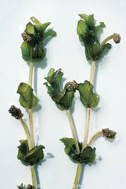 Attēlu rezultāti vaicājumam “Potamogeton perfoliatus leaf”