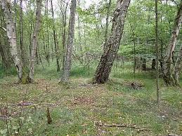 Attēlu rezultāti vaicājumam “Sphagnum fimbriatum”