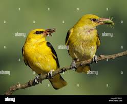 Attēlu rezultāti vaicājumam “Oriolus oriolus”