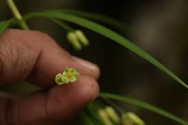 Attēlu rezultāti vaicājumam “Polygonatum verticillatum bud”