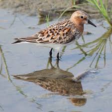 Image result for Calidris ruficollis