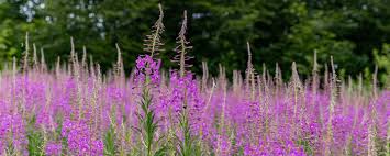 Image result for Weidenröschen