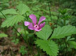 Attēlu rezultāti vaicājumam “xComagaria rosea  flower”