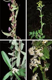 Attēlu rezultāti vaicājumam “Pastinaca sativa subsp. sylvestris”