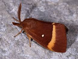 Attēlu rezultāti vaicājumam “Lasiocampa quercus imago”