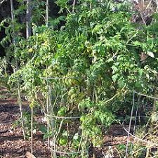 Attēlu rezultāti vaicājumam “Lycopersicon esculentum leaf”
