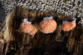 Attēlu rezultāti vaicājumam “Tubifera applanata spores”