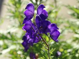 Image result for Eisenhut