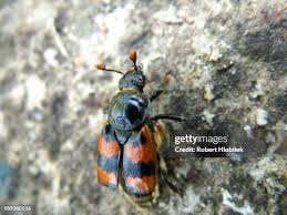 Attēlu rezultāti vaicājumam “Nicrophorus vespillo”