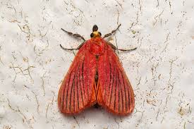 Attēlu rezultāti vaicājumam “Athelia pyriformis”