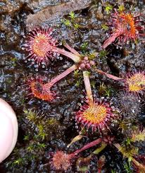 Attēlu rezultāti vaicājumam “Drosera rotundifolia leaf”