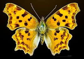 Attēlu rezultāti vaicājumam “Polygonia c-album larva”