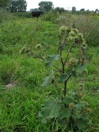 Attēlu rezultāti vaicājumam “Arctium lappa”