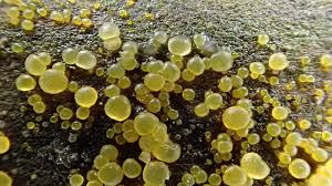 Attēlu rezultāti vaicājumam “Didymium difforme macro”