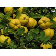 Attēlu rezultāti vaicājumam “Cydonia oblonga fruit”