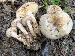 Attēlu rezultāti vaicājumam “Pholiota heteroclita”